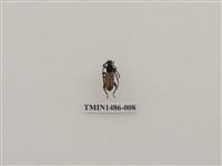 藏品(天牛科(五)泰國)的圖片